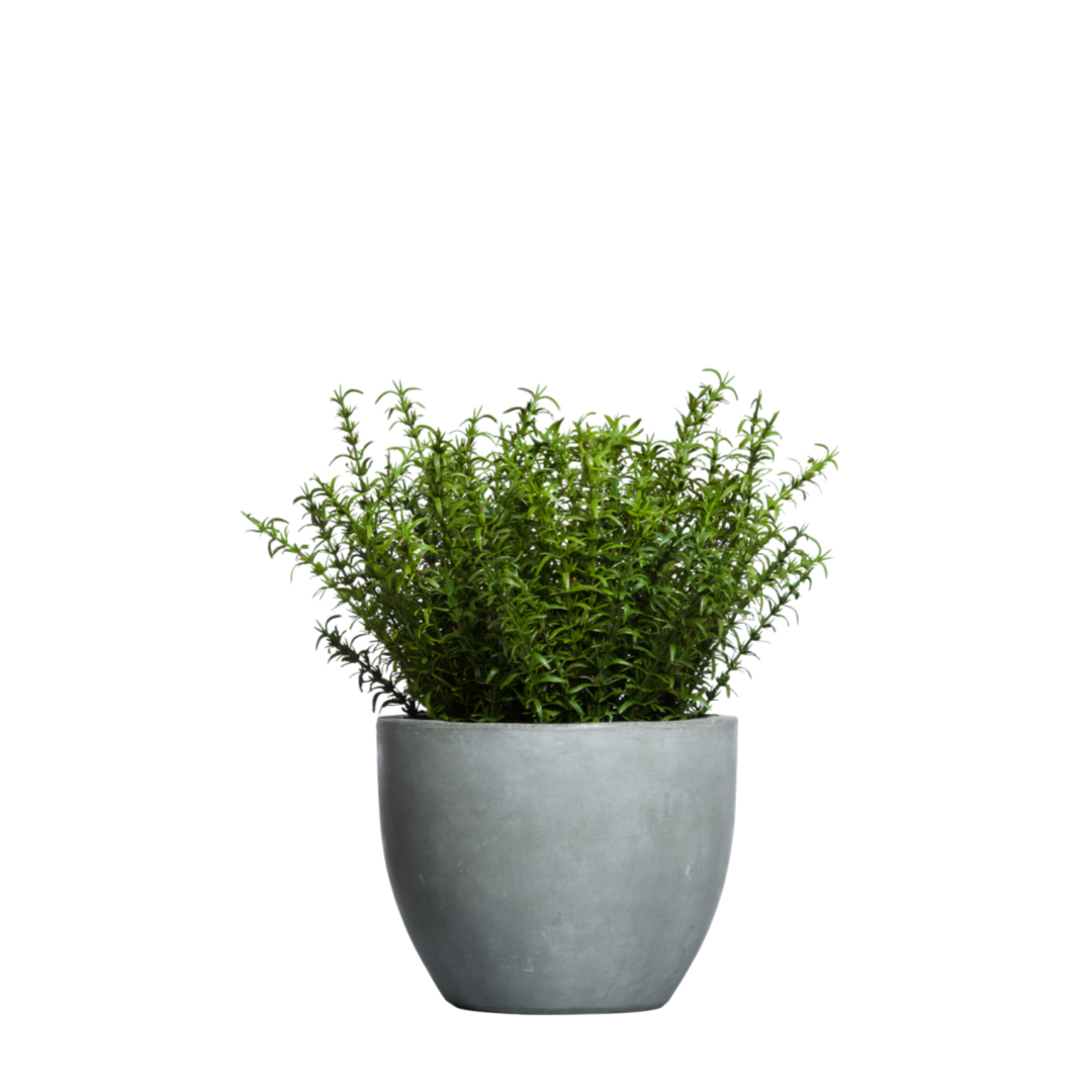 Artificial rosemary plant in modern gray pot, realistic faux greenery for home decor