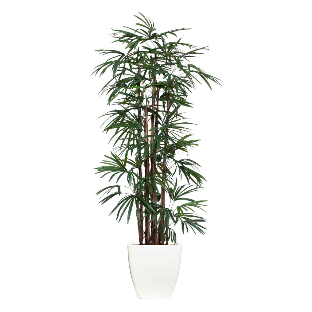 Tall artificial lady finger palm in a white modern planter on a white background
