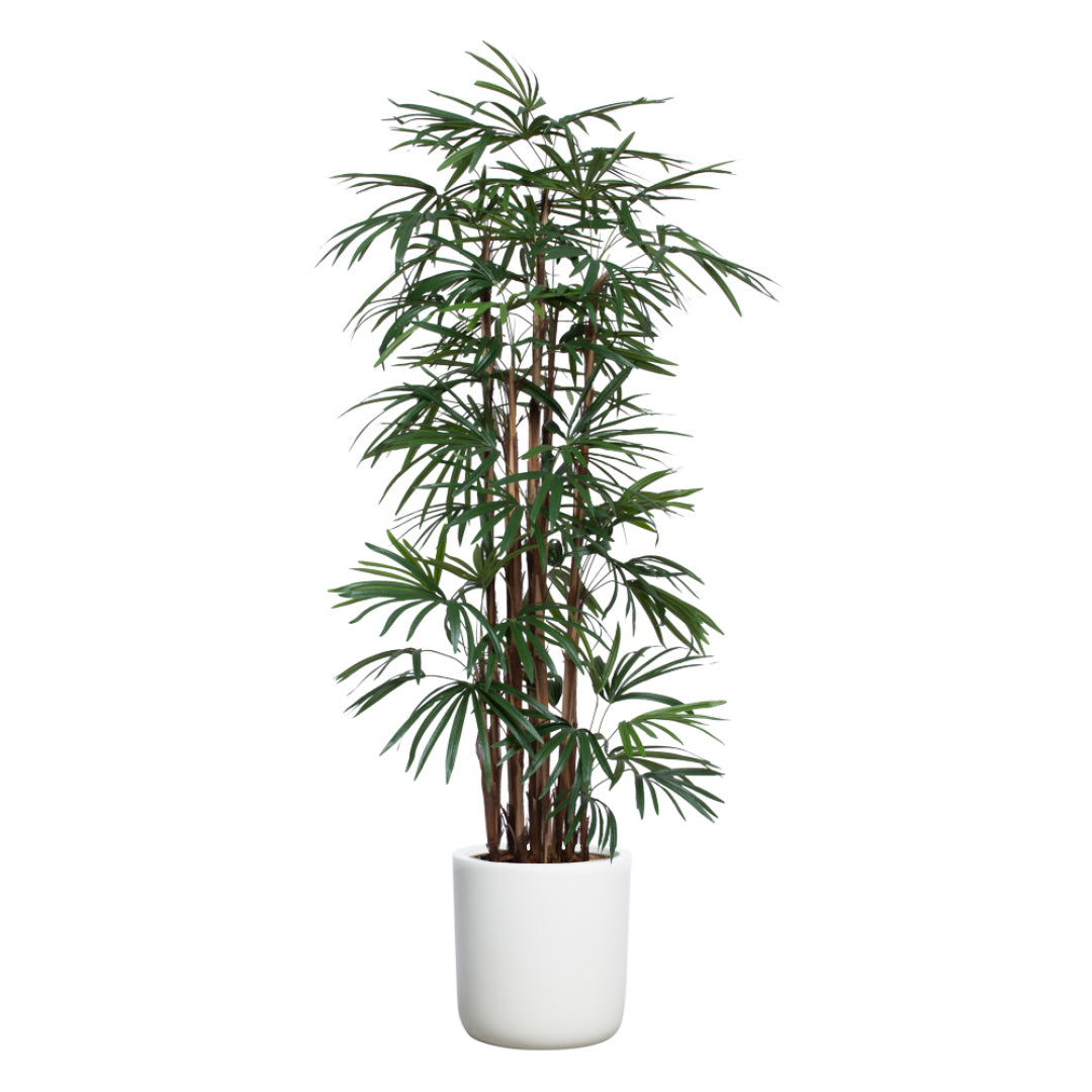Tall artificial lady palm plant in white pot with realistic green leaves on white background