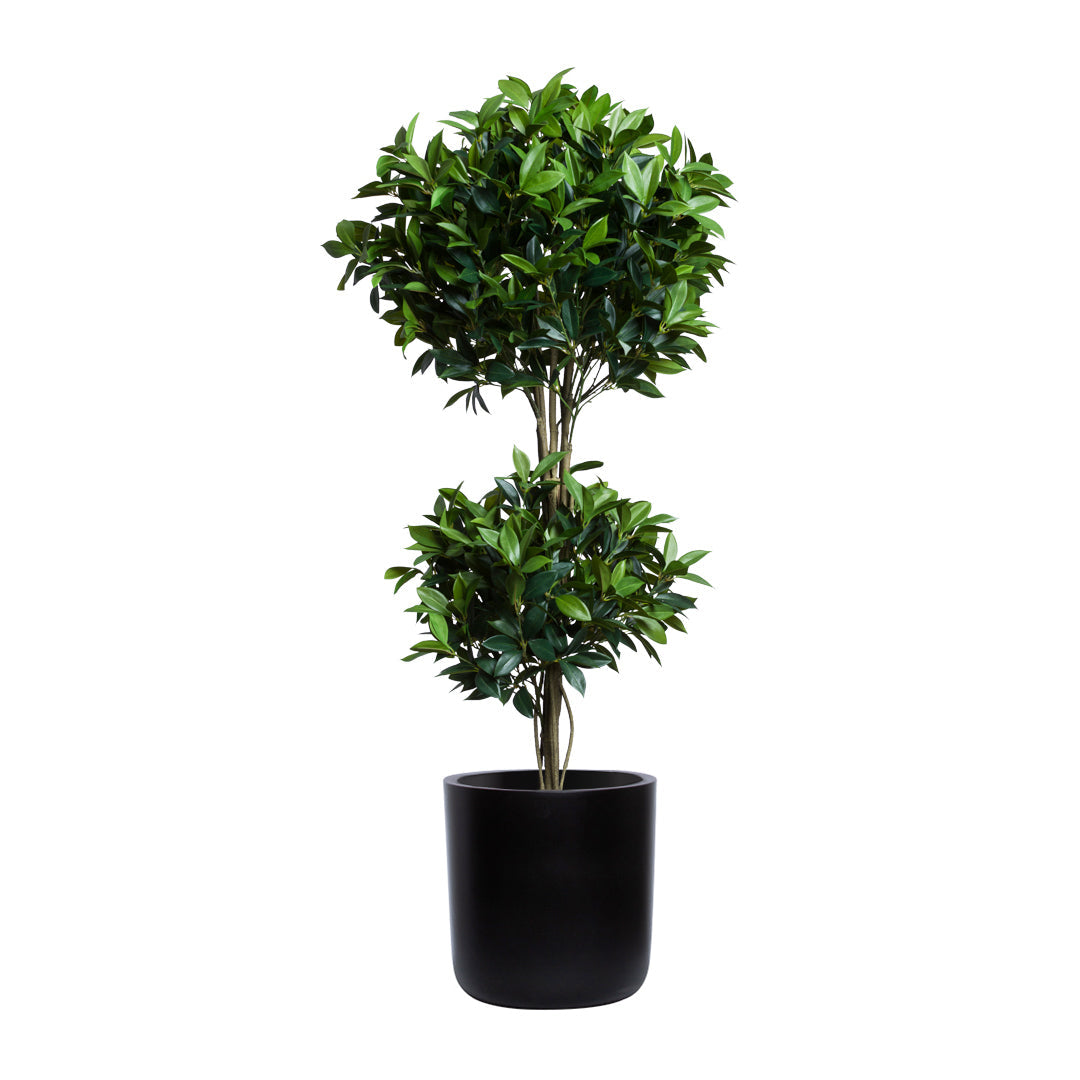 Artificial double ball laurel topiary in a sleek black pot on white background