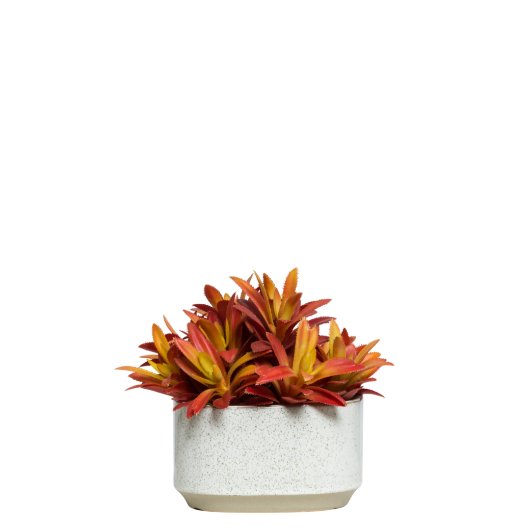 Artificial red and yellow succulent plant in round white ceramic pot on white background