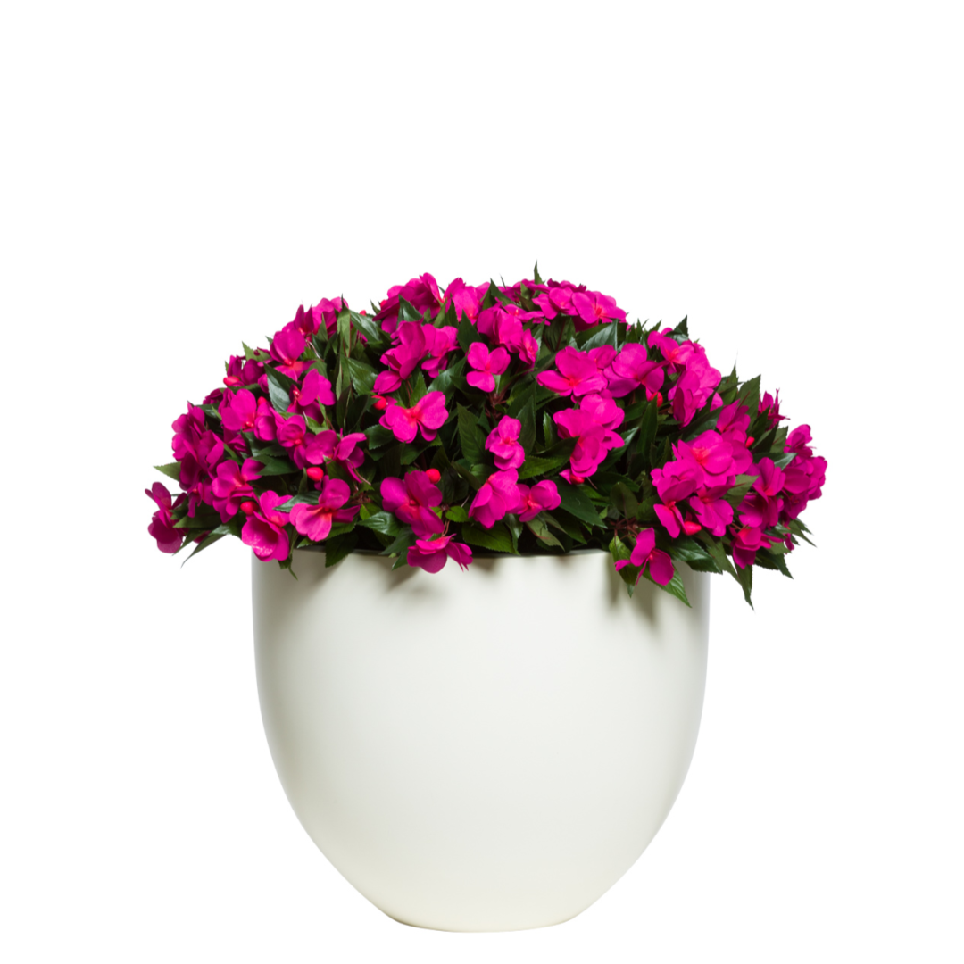 Artificial magenta flowers in a round white planter, realistic greenery, isolated on white