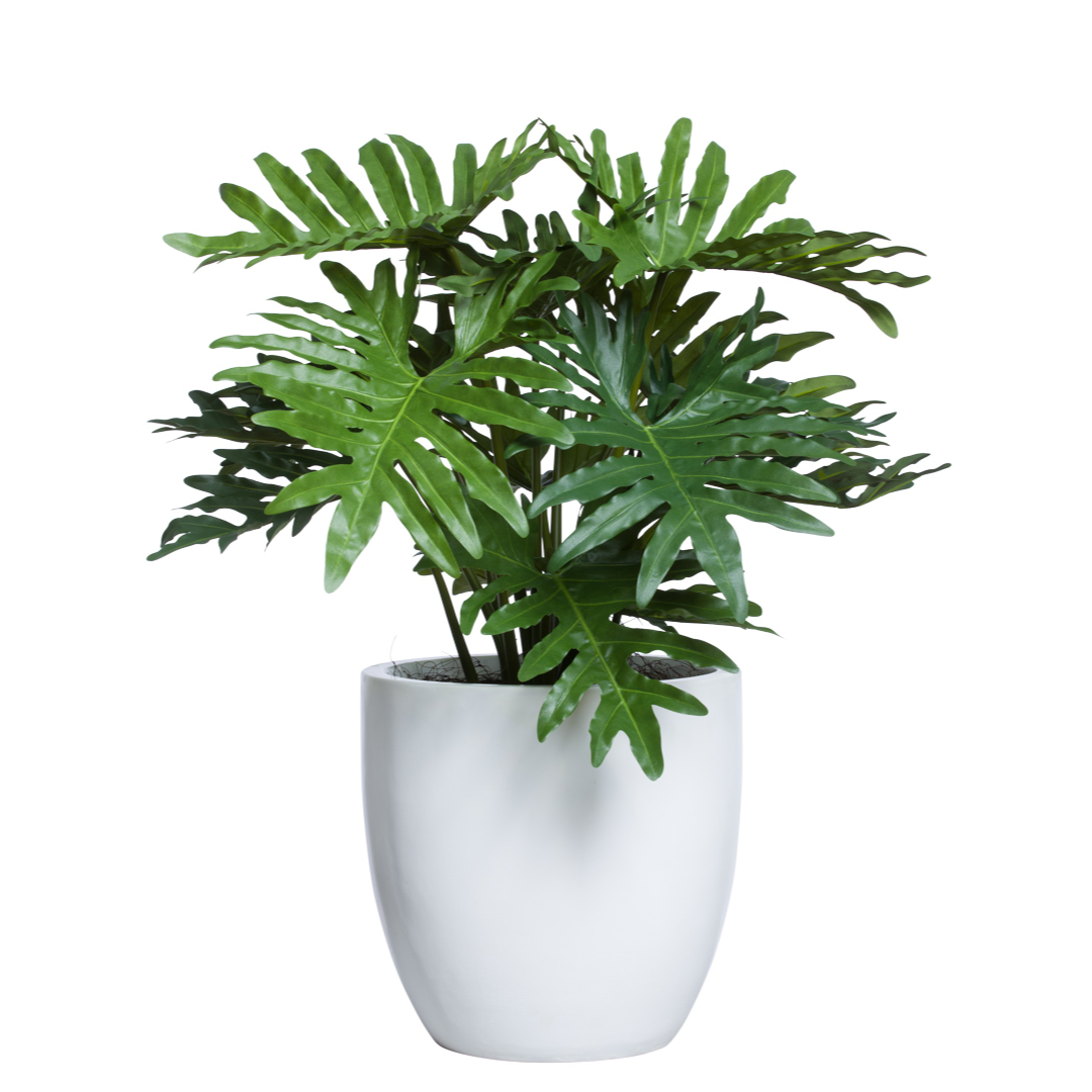 Artificial split leaf philodendron plant in modern white planter on white background