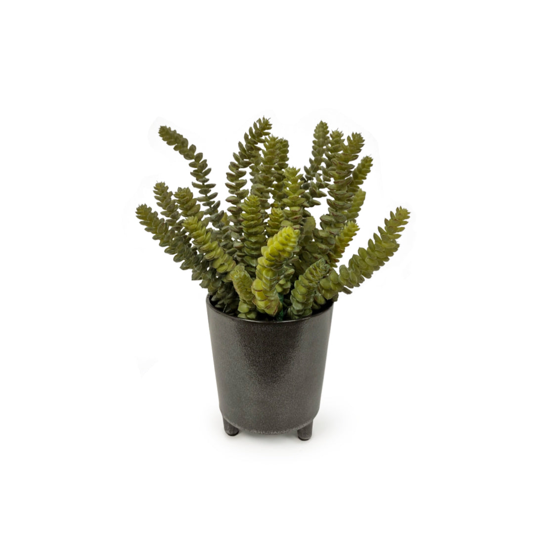 Realistic artificial succulent plant in a black pot on white background