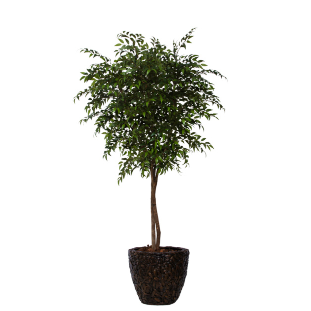 Artificial ficus tree in textured brown planter with lush green leaves on white background