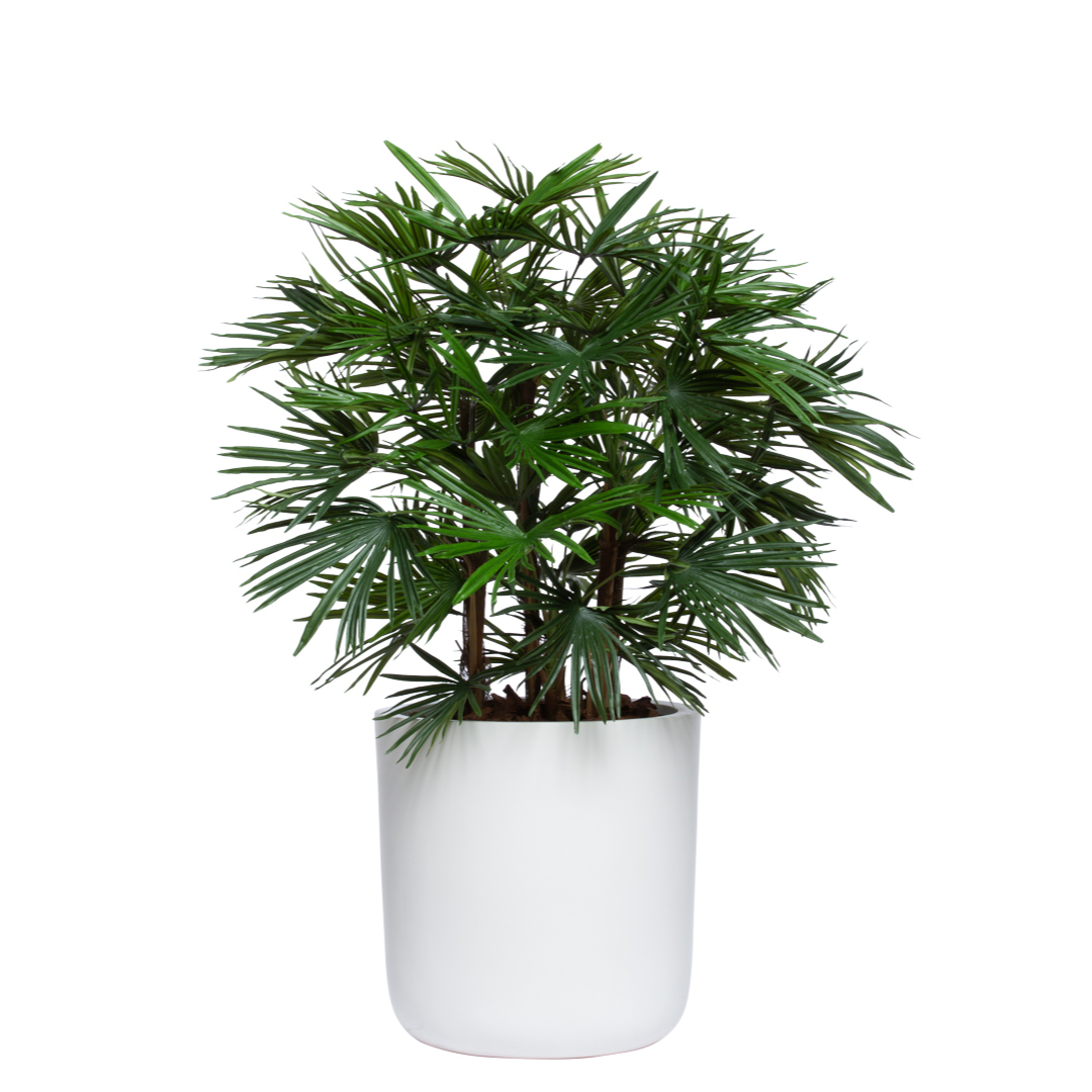 Artificial palm plant with lush green leaves in a modern white pot, isolated on white background