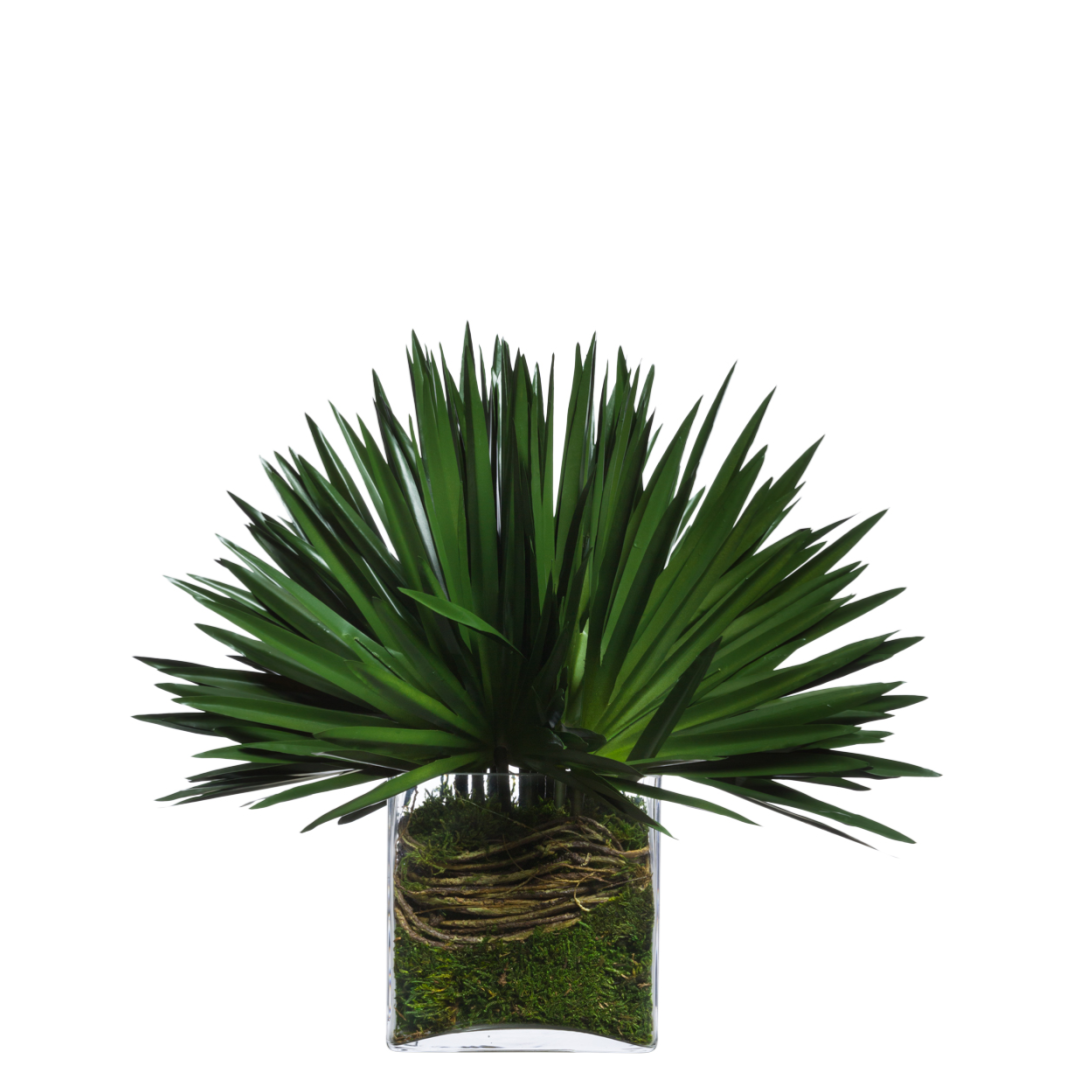 Artificial green yucca plant in a clear glass vase with exposed roots and moss