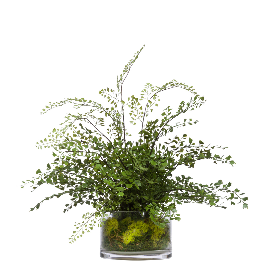Lush maidenhair fern arrangement in a clear glass planter with moss, faux plant decor