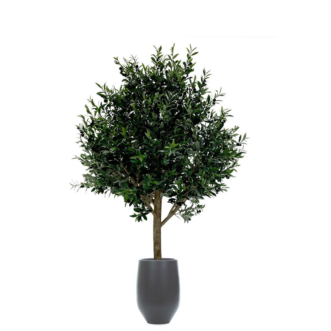 Artificial olive tree in black tapered planter with lush green foliage, isolated on white