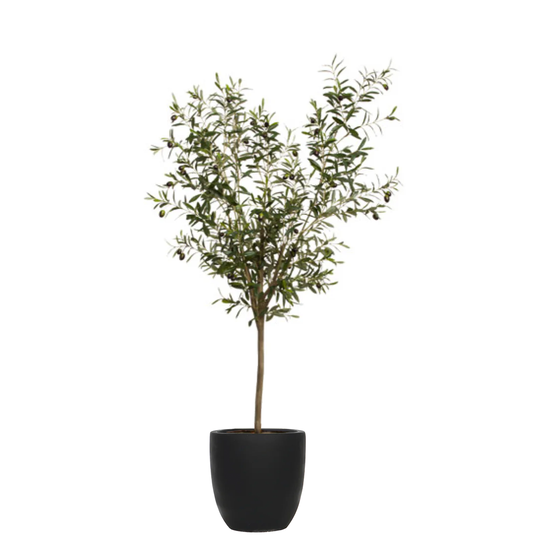 Artificial olive tree with slender green leaves in a black tapered pot, isolated on white
