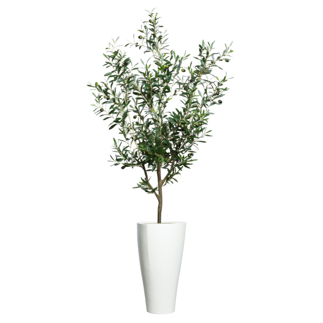 Artificial olive tree with green leaves and black olives in a tall white planter, isolated on white