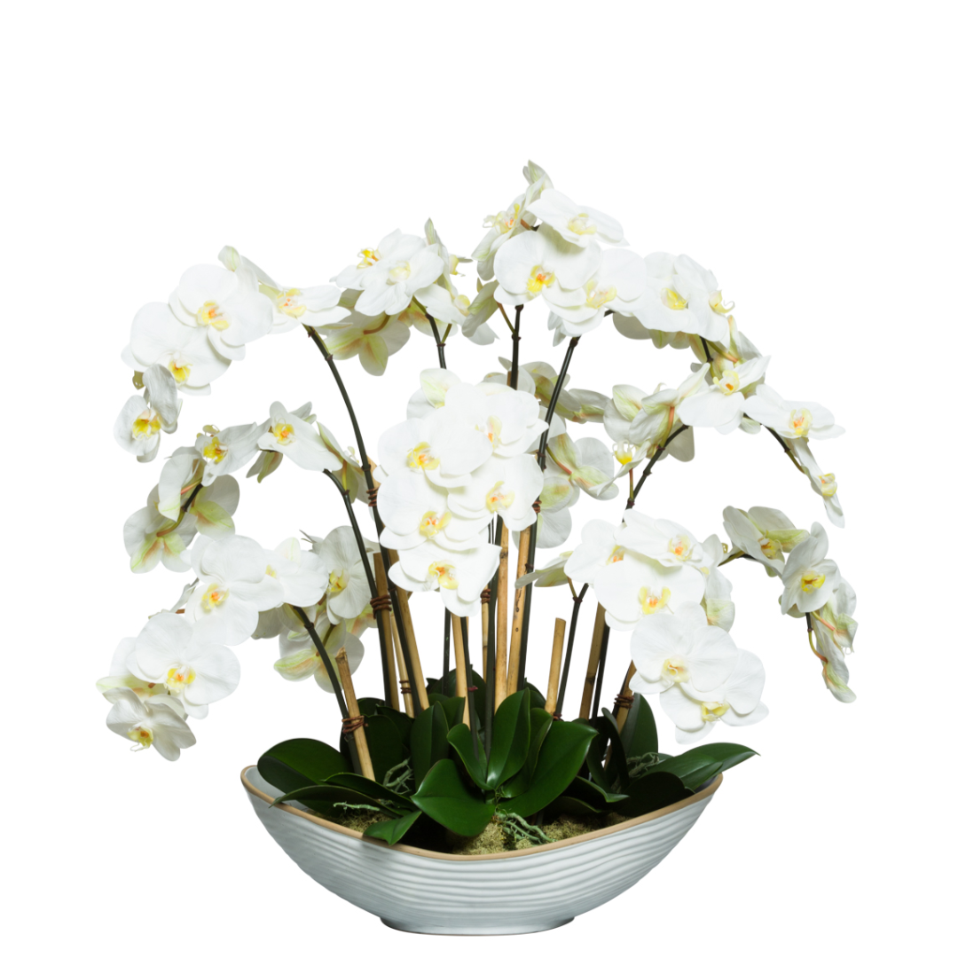 White Phalaenopsis orchid arrangement with green leaves in a modern ceramic bowl