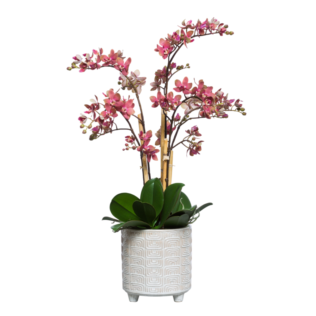 Pink Phalaenopsis orchid arrangement in a textured white ceramic pot