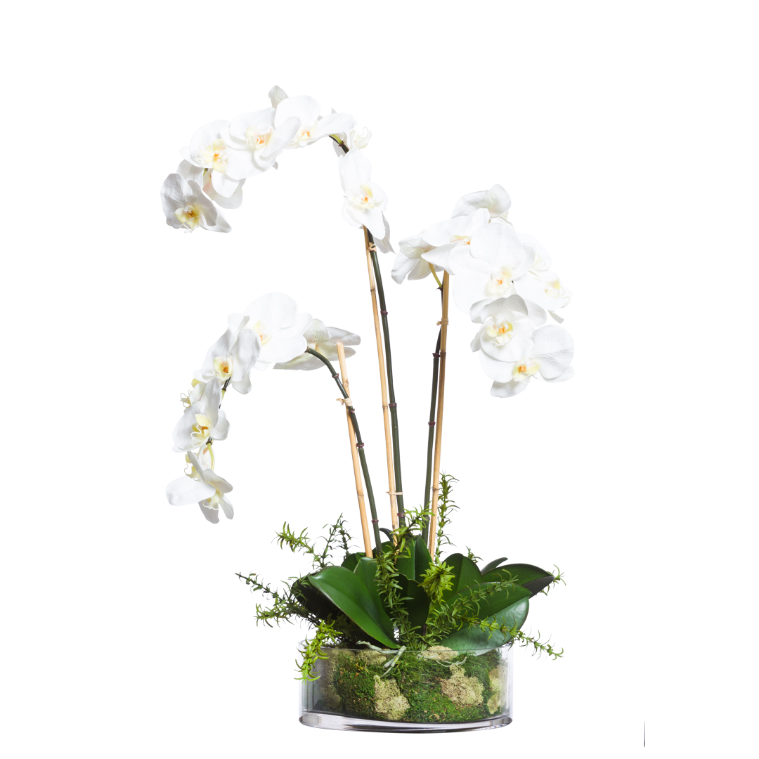 White phalaenopsis orchid arrangement in clear glass vase with green moss and foliage