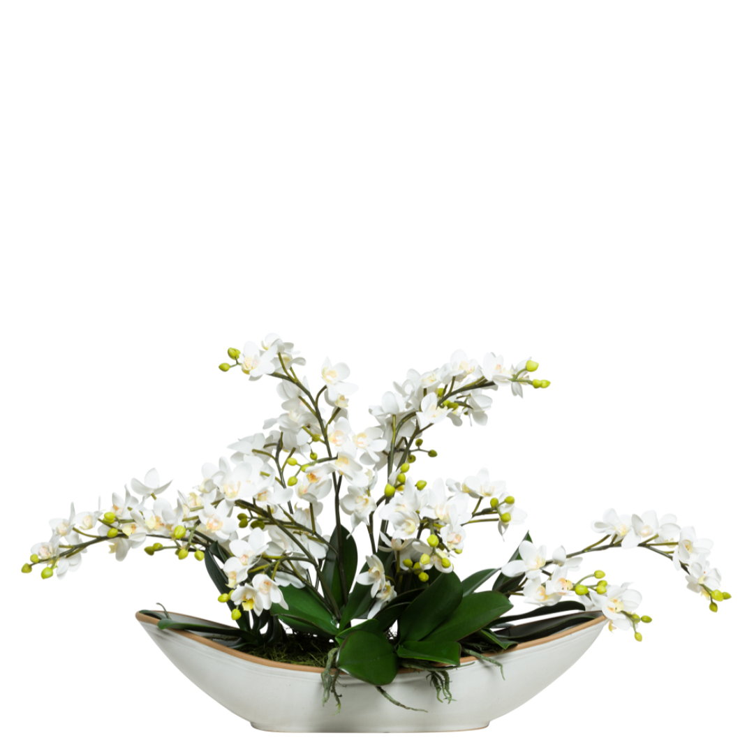 White mini phalaenopsis orchid arrangement in a modern oval ceramic planter