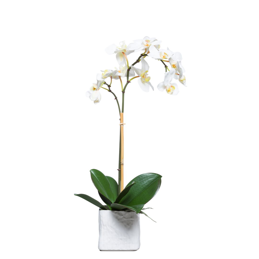 White Phalaenopsis orchid arrangement in a modern white pot, realistic faux plant