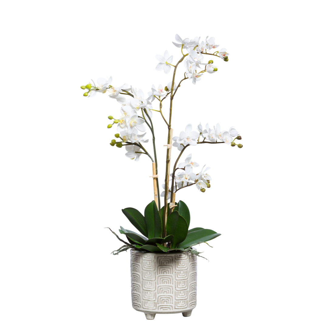 White Phalaenopsis orchid arrangement in decorative ceramic pot with green leaves
