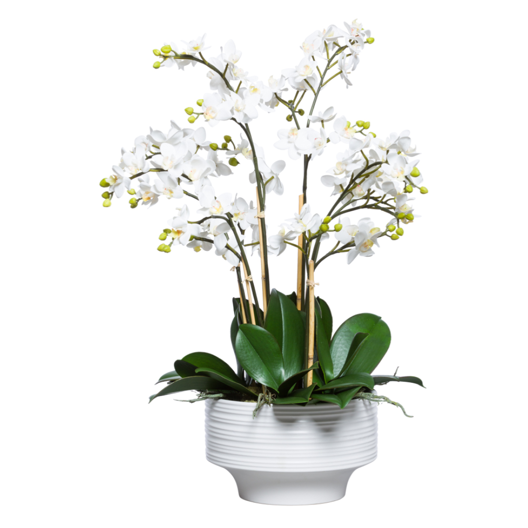 White phalaenopsis orchid arrangement in a modern white ceramic pot with green leaves