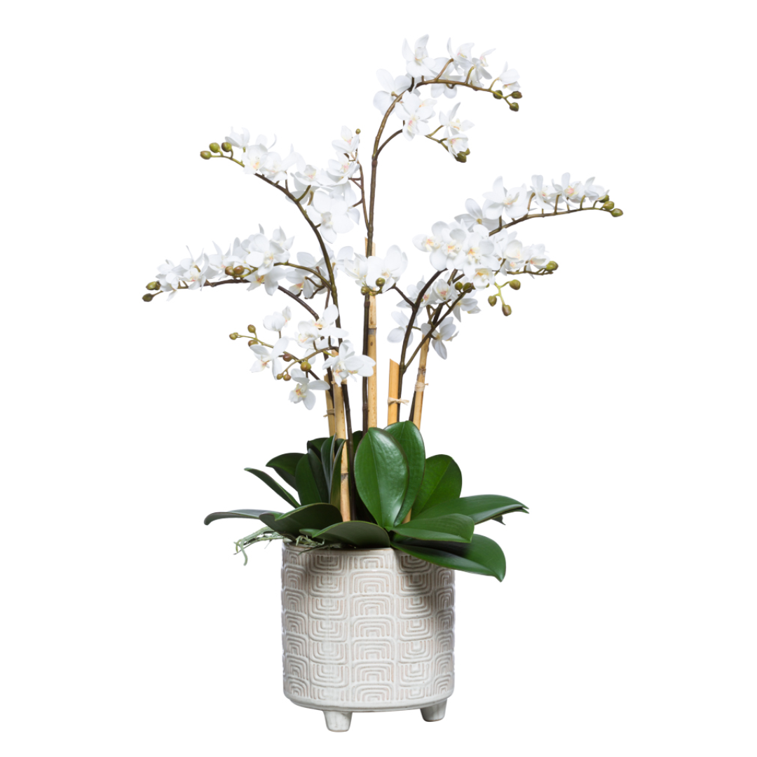 White Phalaenopsis orchid arrangement in a decorative ceramic pot with green leaves.