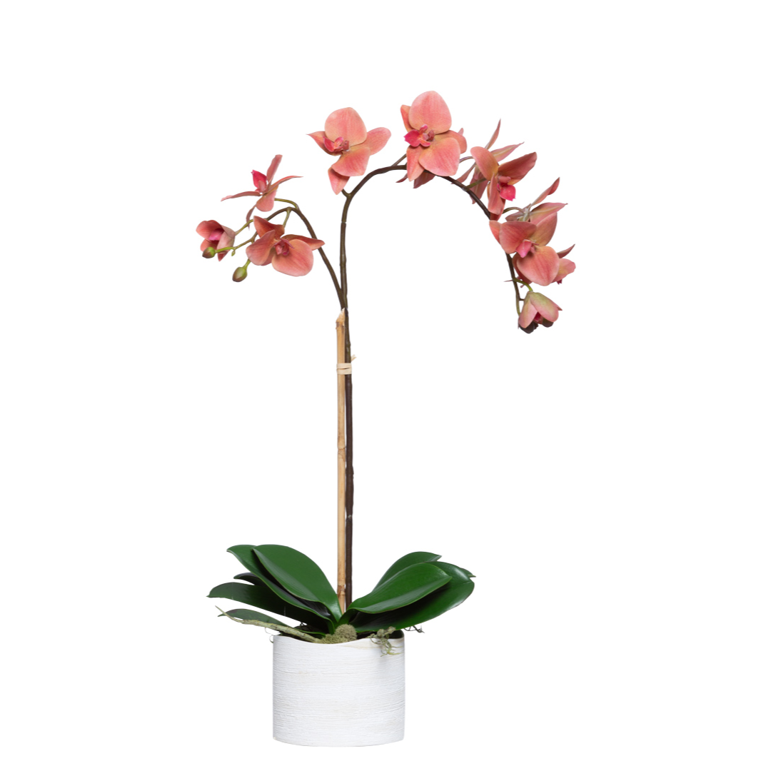 Pink phalaenopsis orchid with green leaves in a white pot, isolated on white background