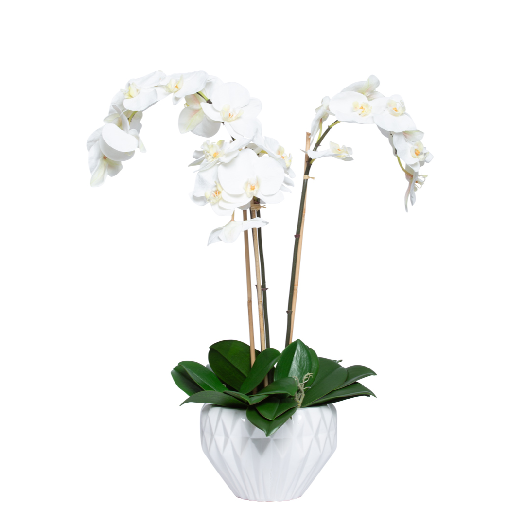 White Phalaenopsis orchid arrangement in a geometric white planter with green leaves