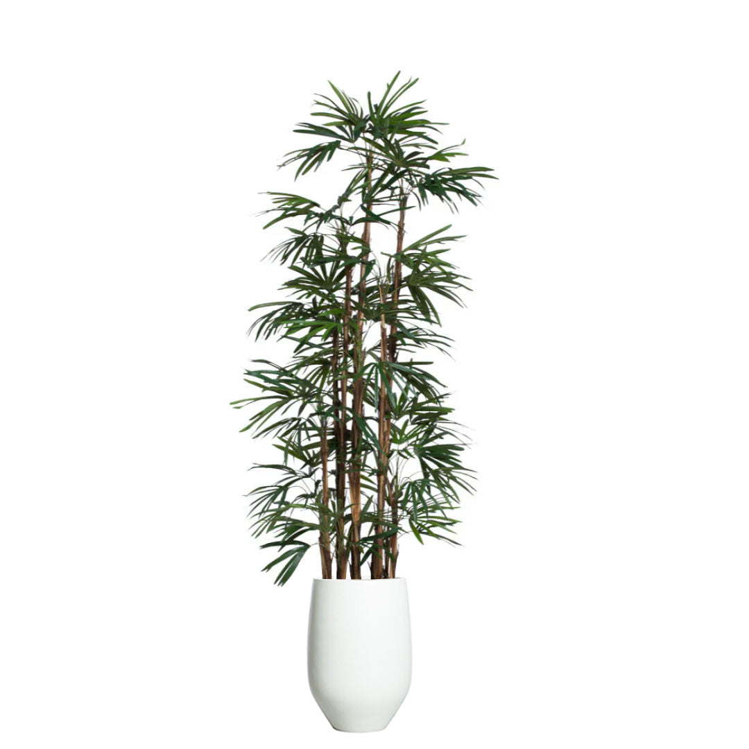 Artificial ladyfinger palm tree in white tapered planter, realistic green foliage