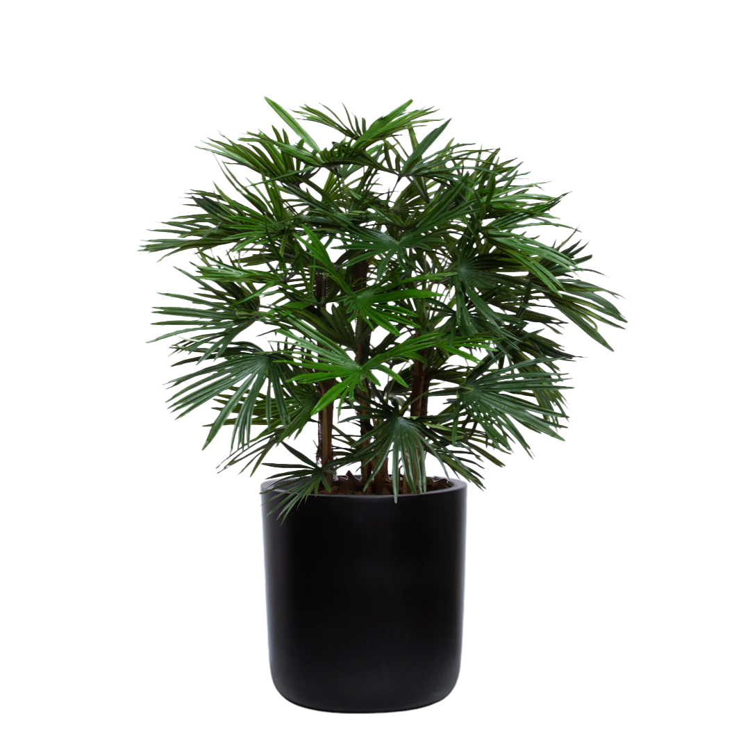 Artificial raphis palm plant in a sleek black cylinder planter on white background