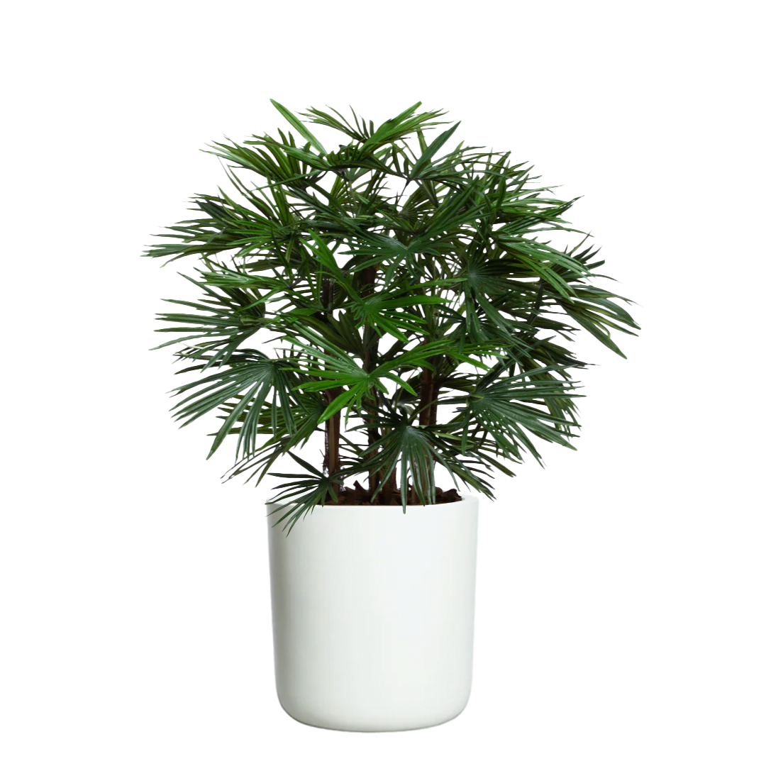 Artificial palm raphis plant with lush green leaves in a modern white cylindrical planter