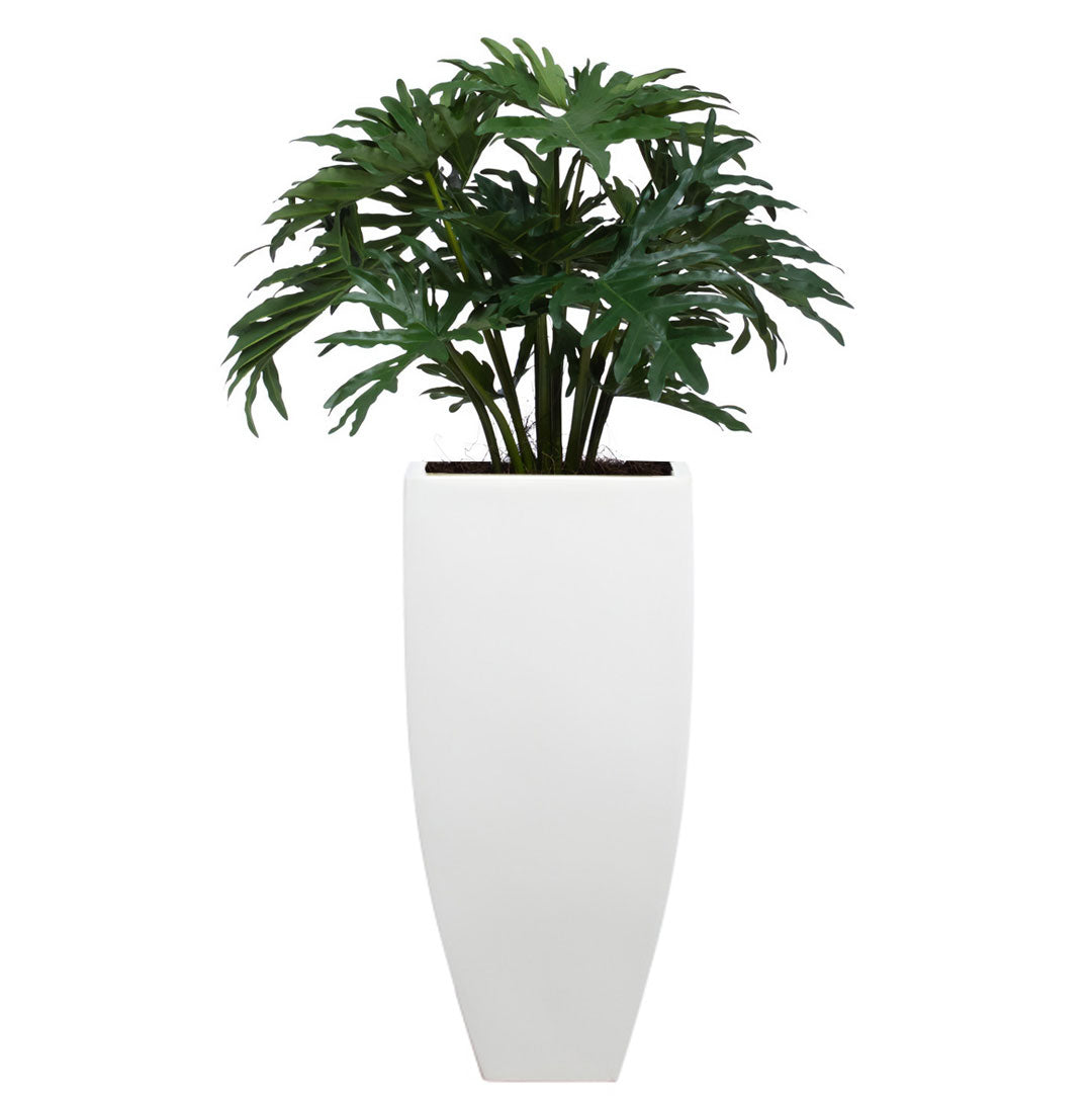 Philodendron Selloum plant in a tall, modern white tapered planter