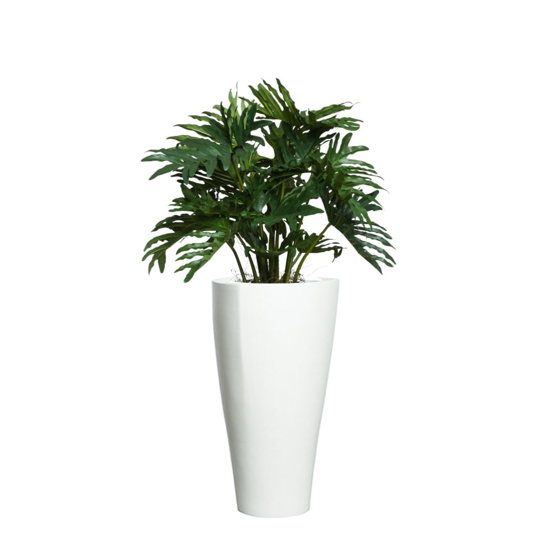 Philodendron Selloum artificial plant with split leaves in a tall white planter on white background