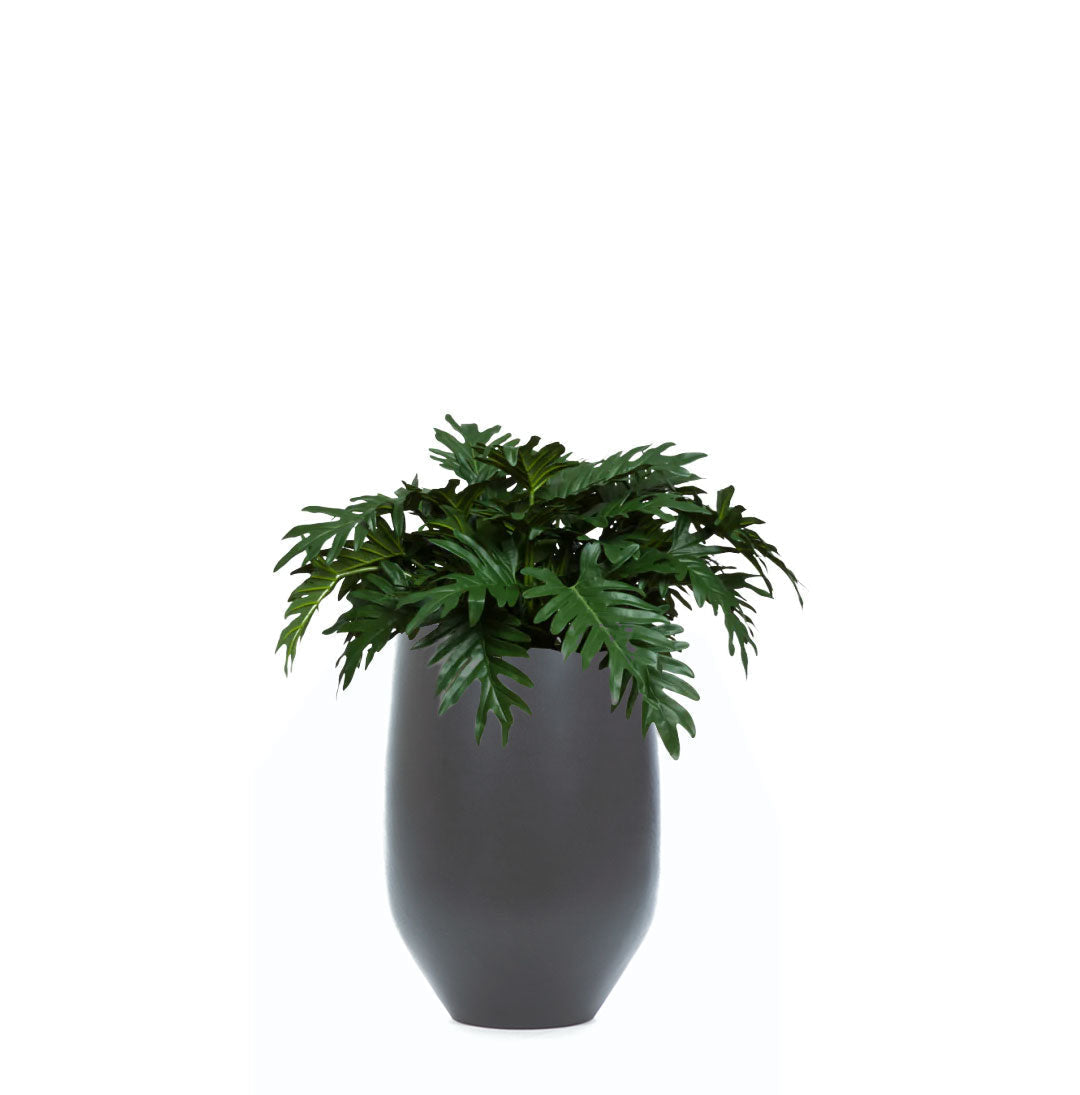 Philodendron Selloum artificial plant in a modern black tapered pot on white background
