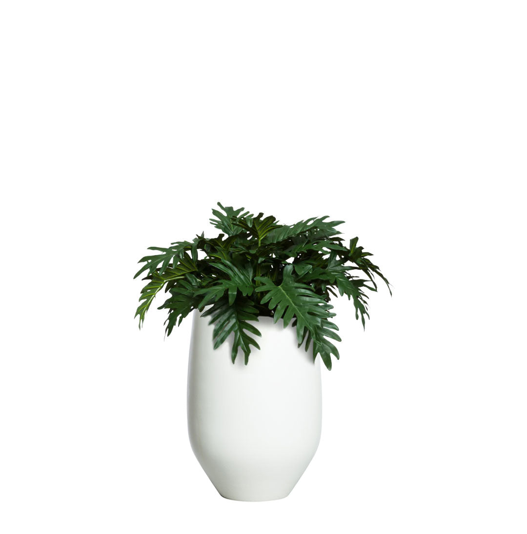 Philodendron Selloum artificial plant in a modern white tapered pot, isolated on white background