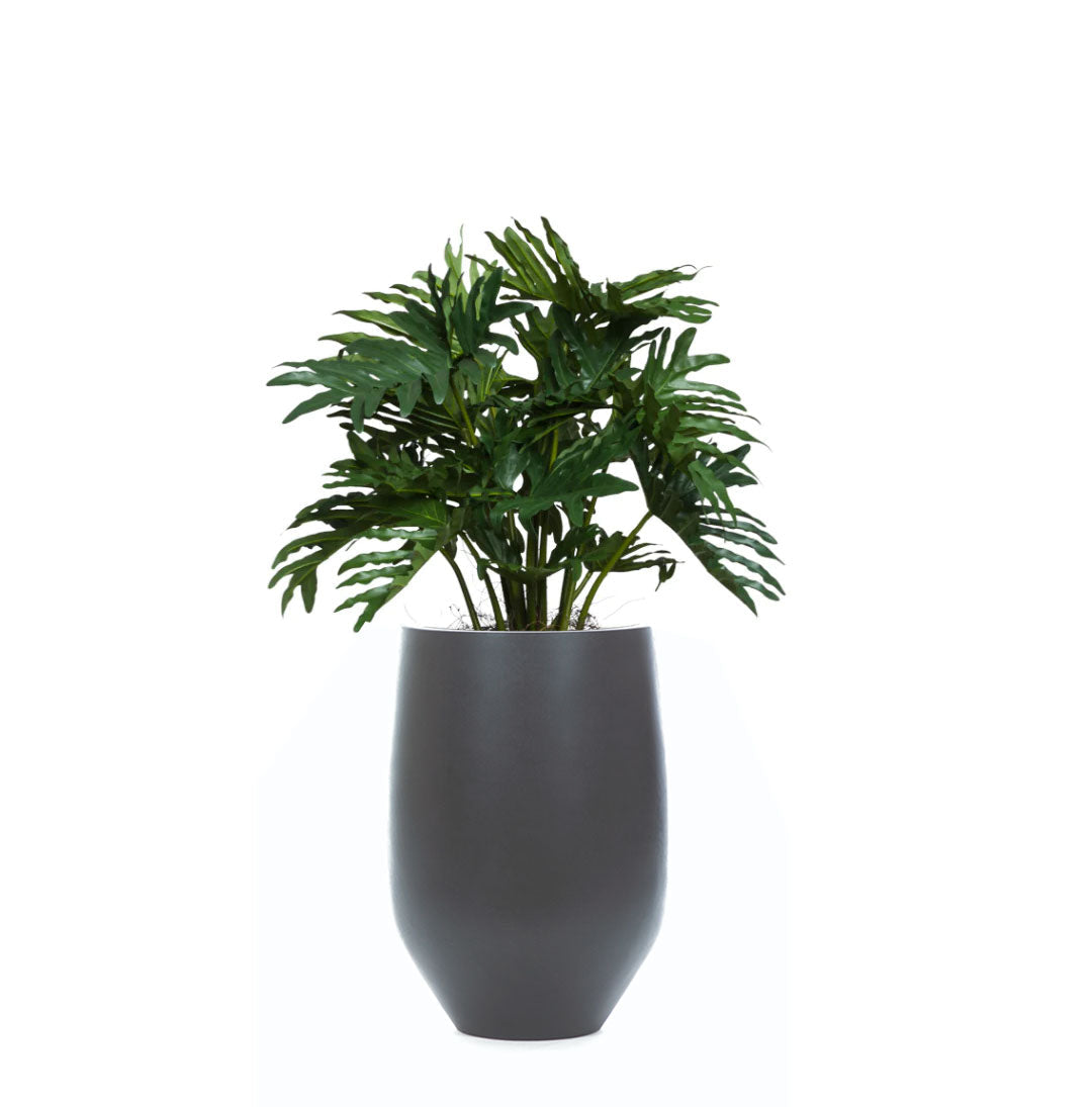 Philodendron Selloum artificial plant in modern tapered black planter against white background