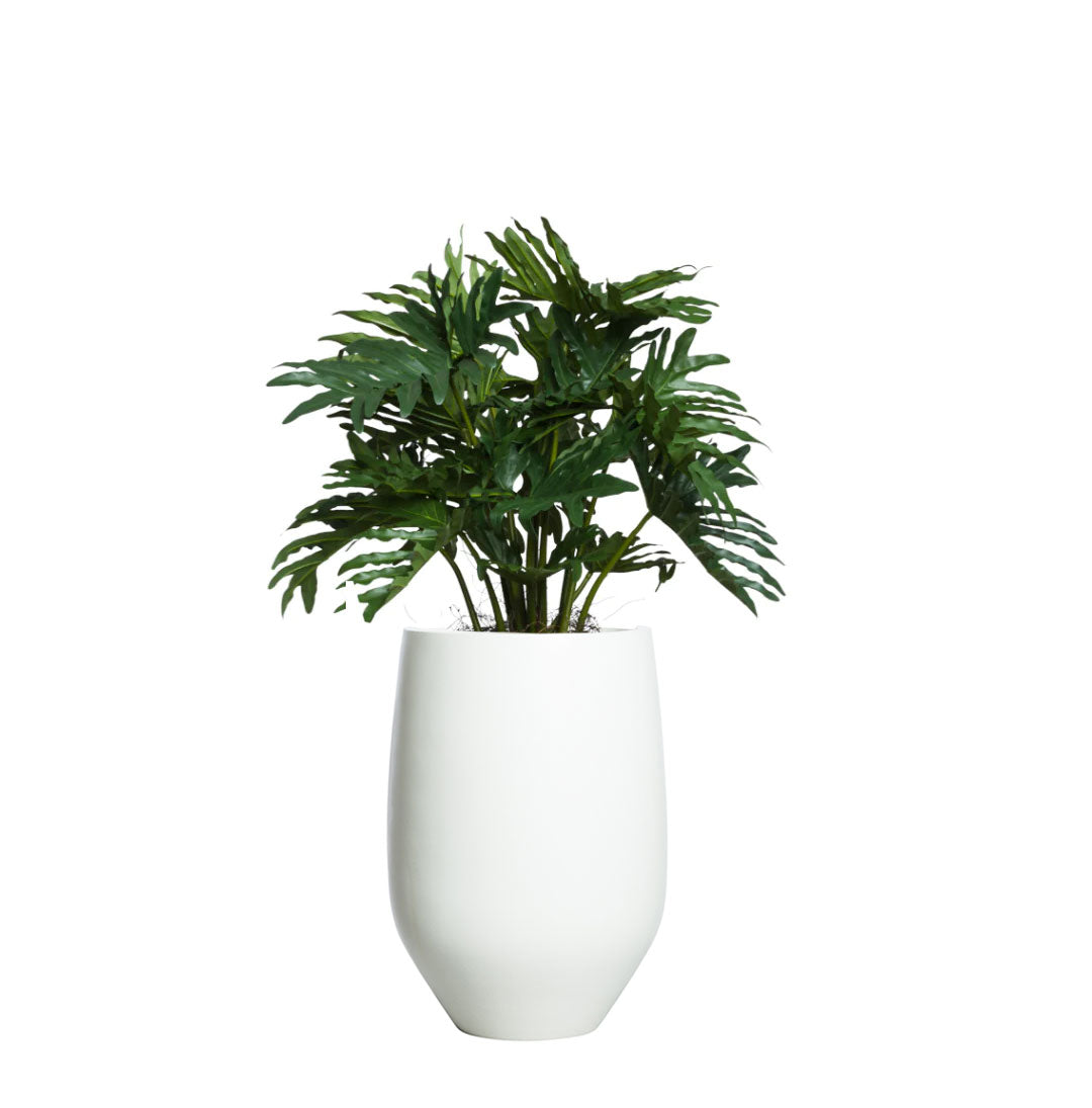 Philodendron Selloum plant with lush green leaves in a modern tapered white planter