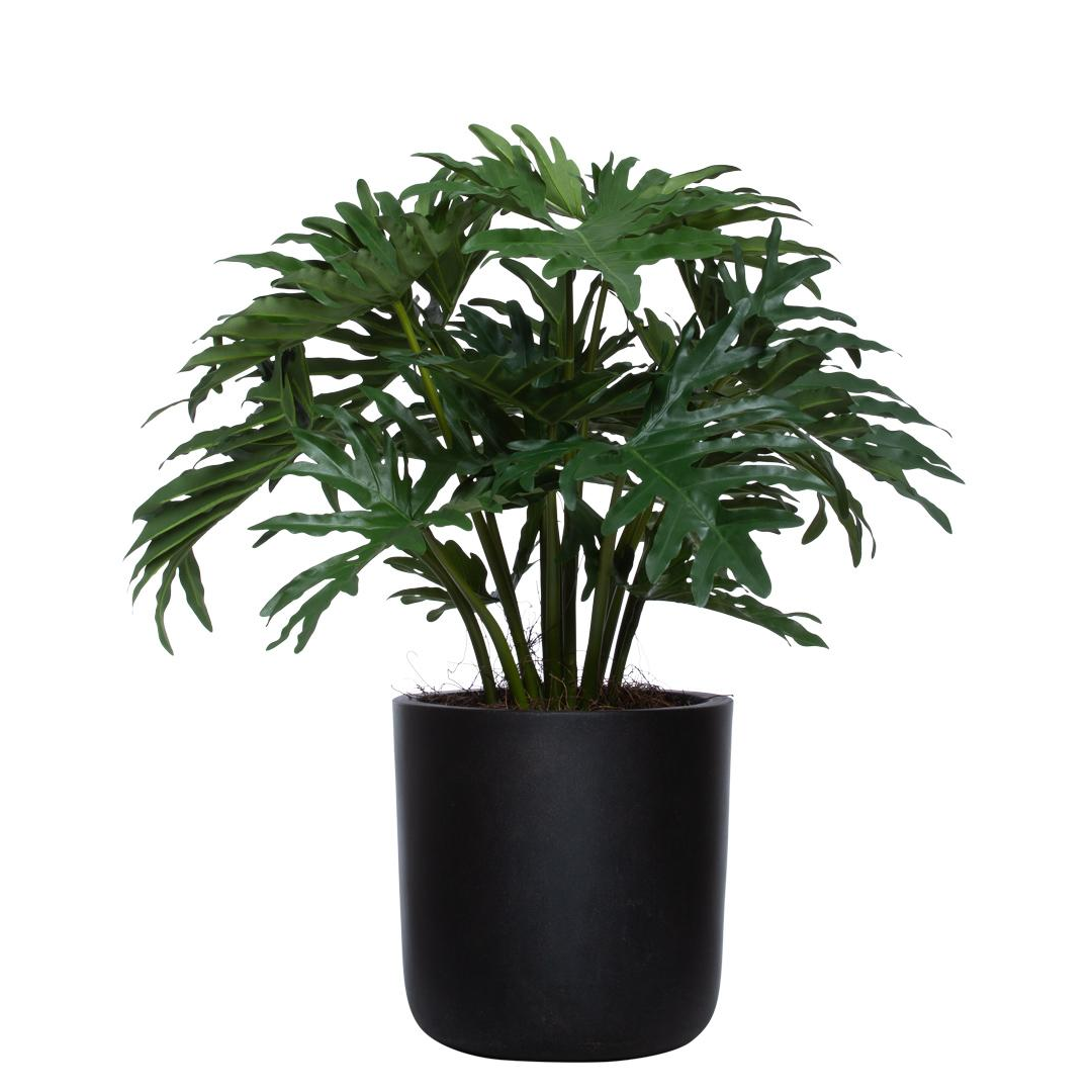 Artificial Philodendron Selloum plant with split green leaves in a modern black pot