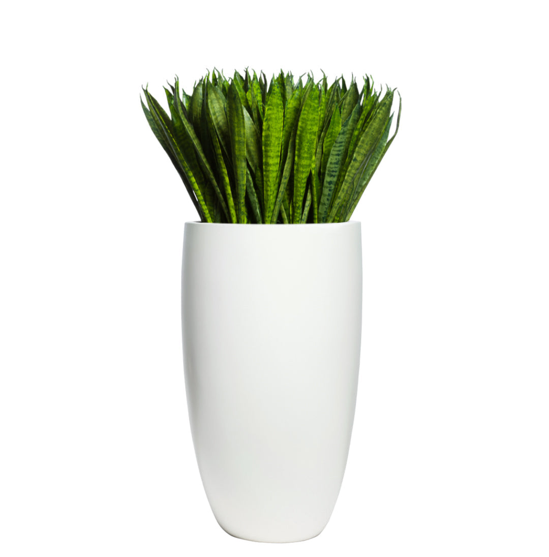 Artificial sansevieria plant in a tall, smooth white planter on white background