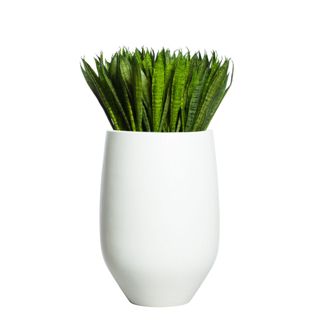 Sansevieria plant in a modern white tapered pot on white background