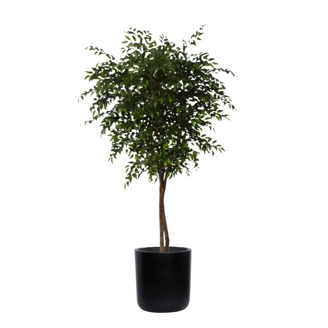 Lush artificial smilax tree in a modern black cylinder planter on white background