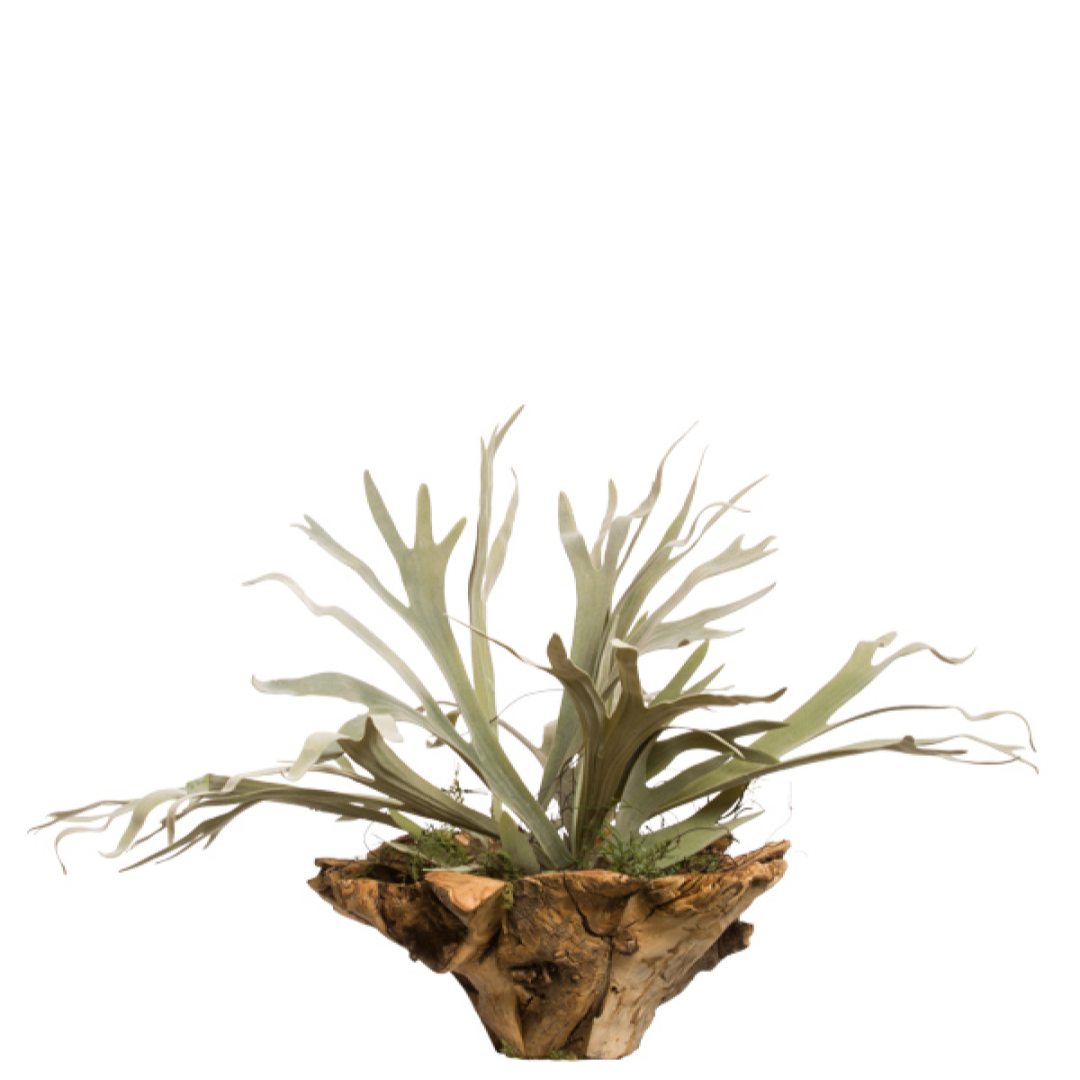 Artificial staghorn fern in natural wood planter, realistic greenery home decor