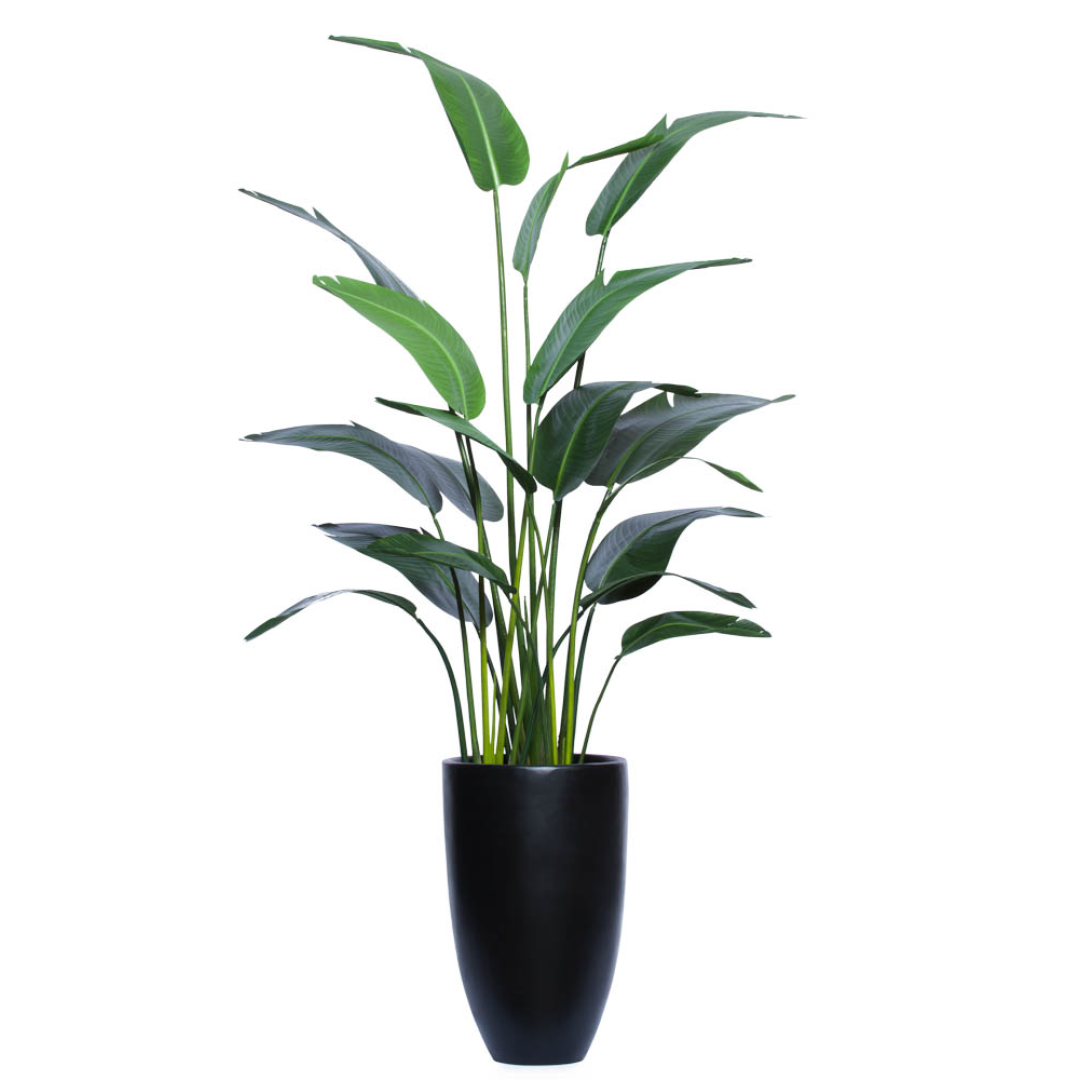 Tall artificial traveler's palm plant in a sleek black planter, realistic green foliage