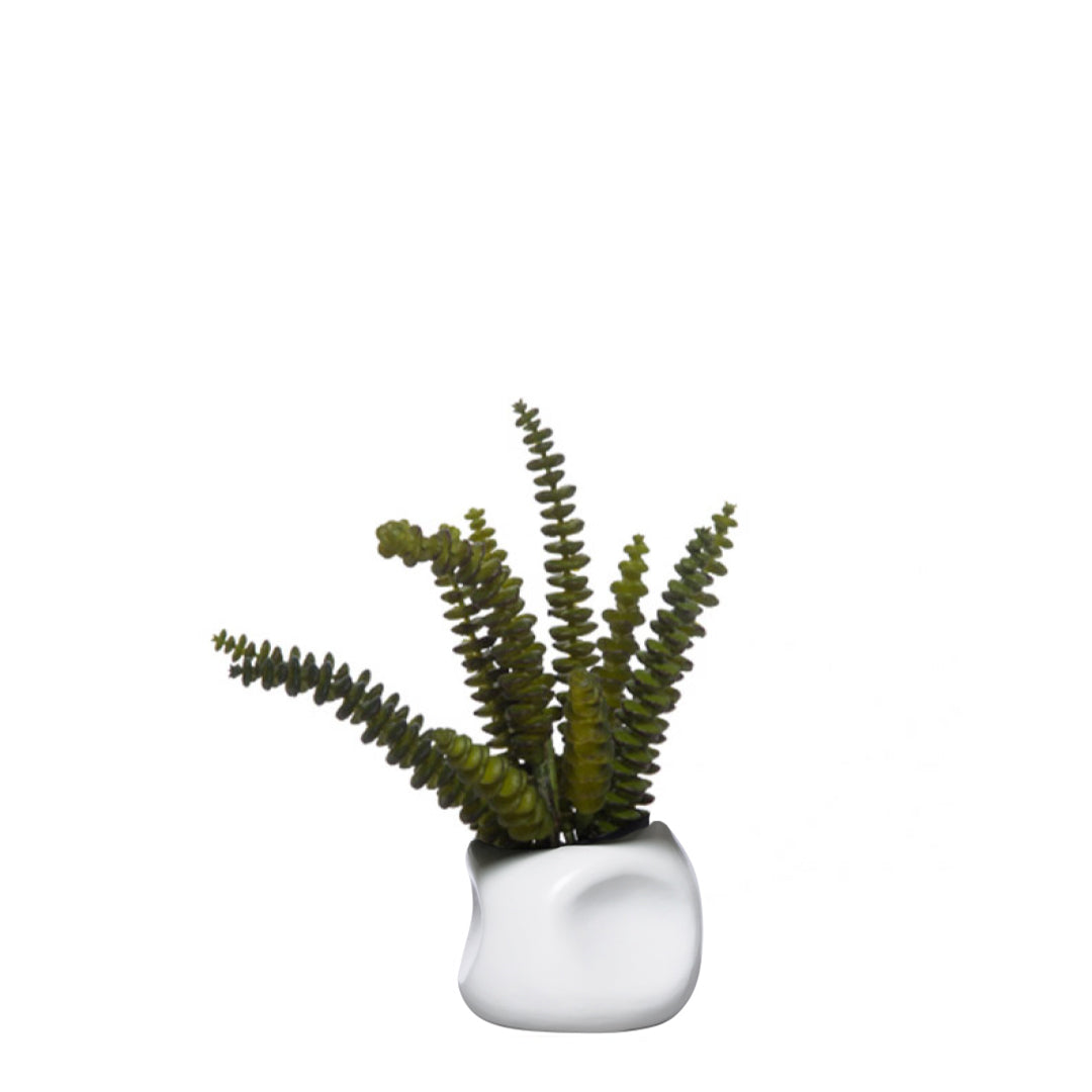 Artificial succulent plant with green stems in a modern white ceramic pot, isolated on white
