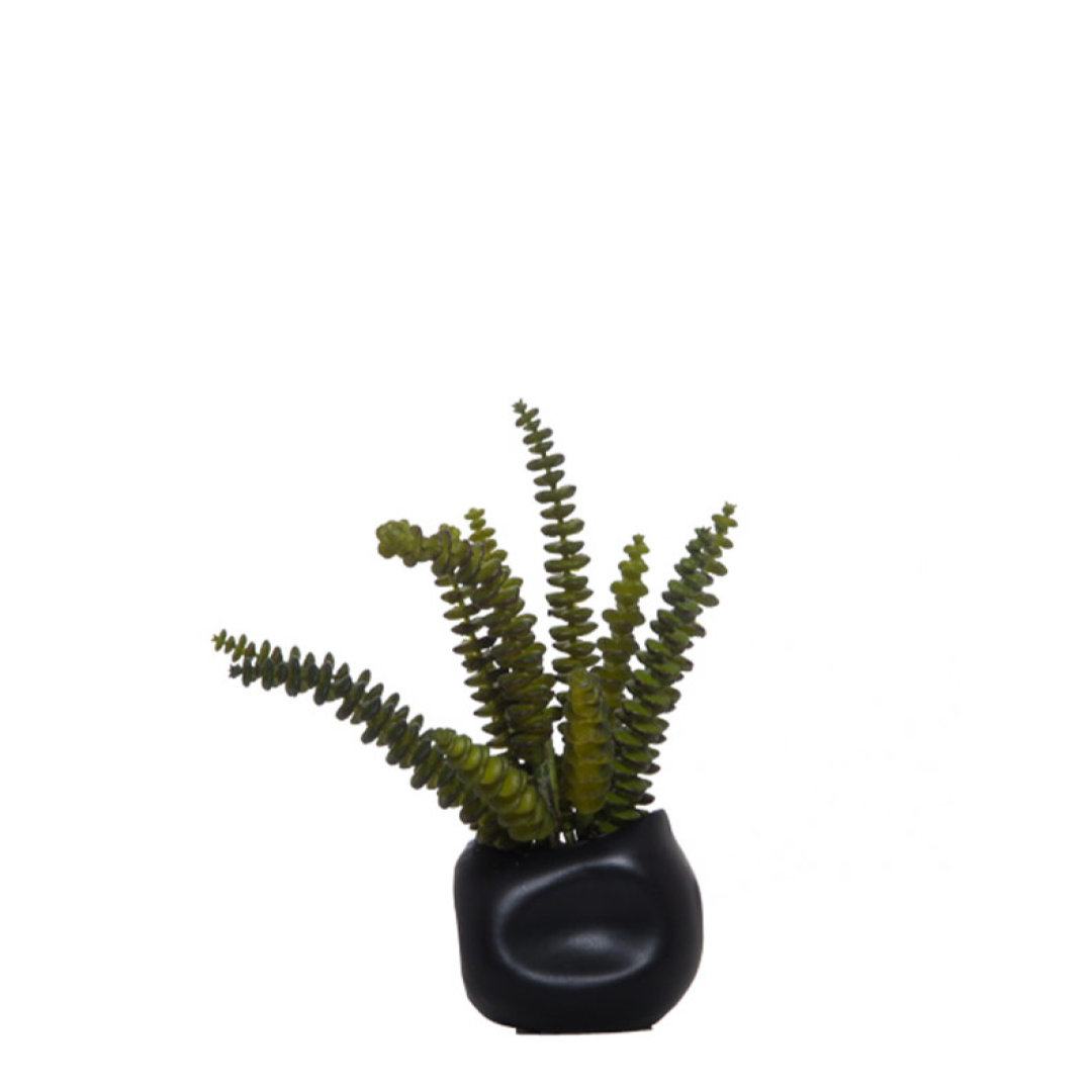 Artificial succulent plant in a modern black ceramic pot, isolated on white background.