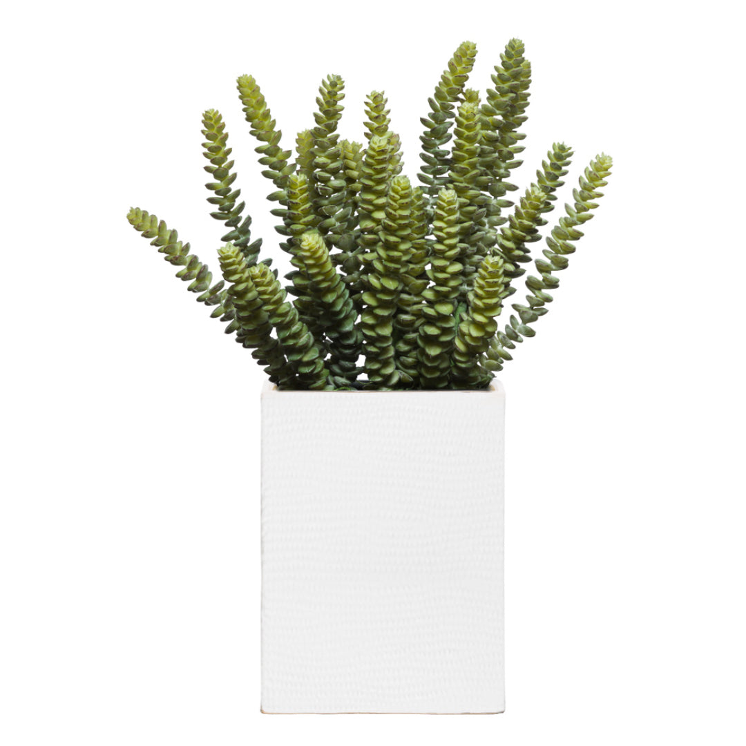 Realistic artificial succulent plant in a white square planter, isolated on white background
