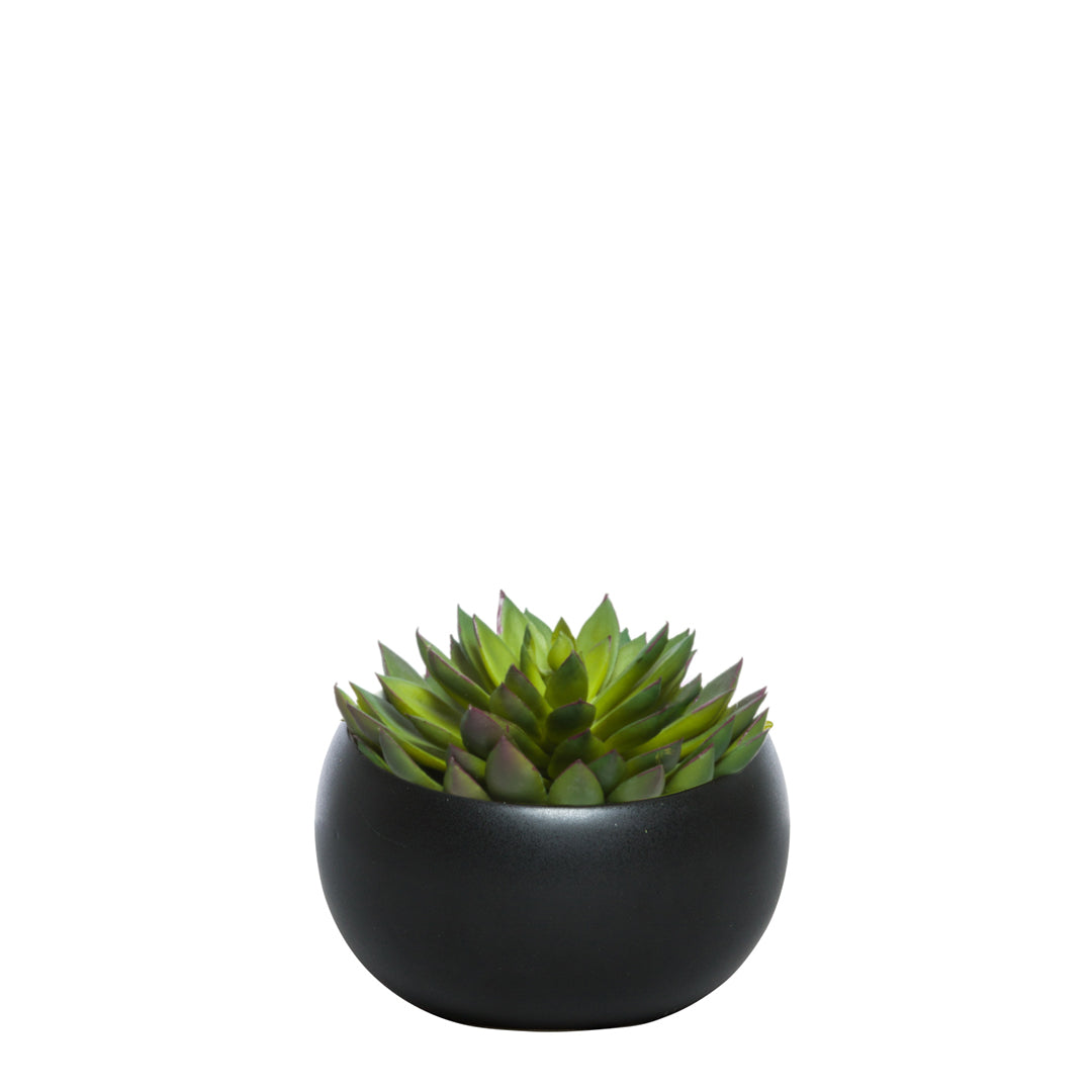 Artificial succulent plant in round black pot on white background