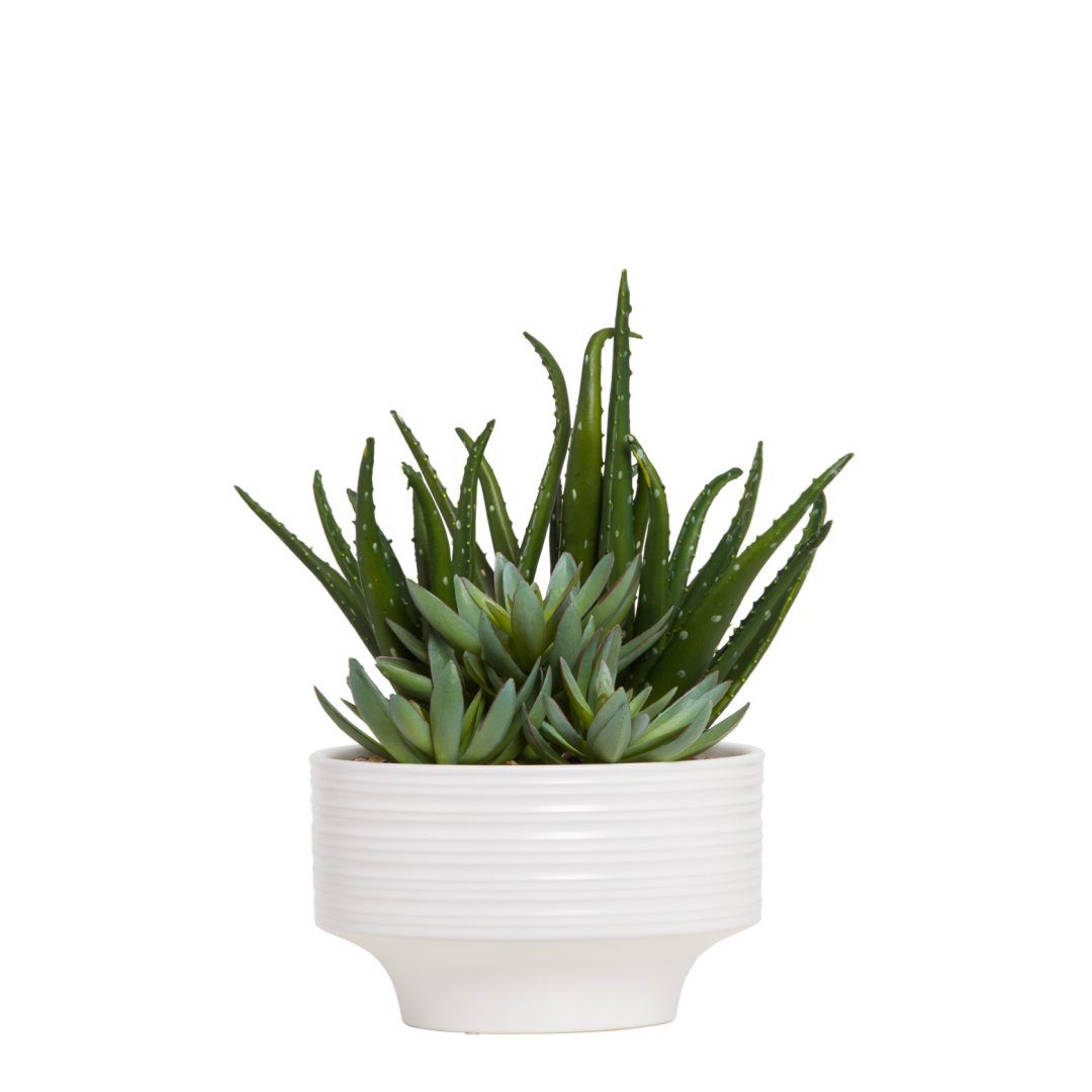 Artificial aloe and succulent arrangement in a modern white ceramic planter