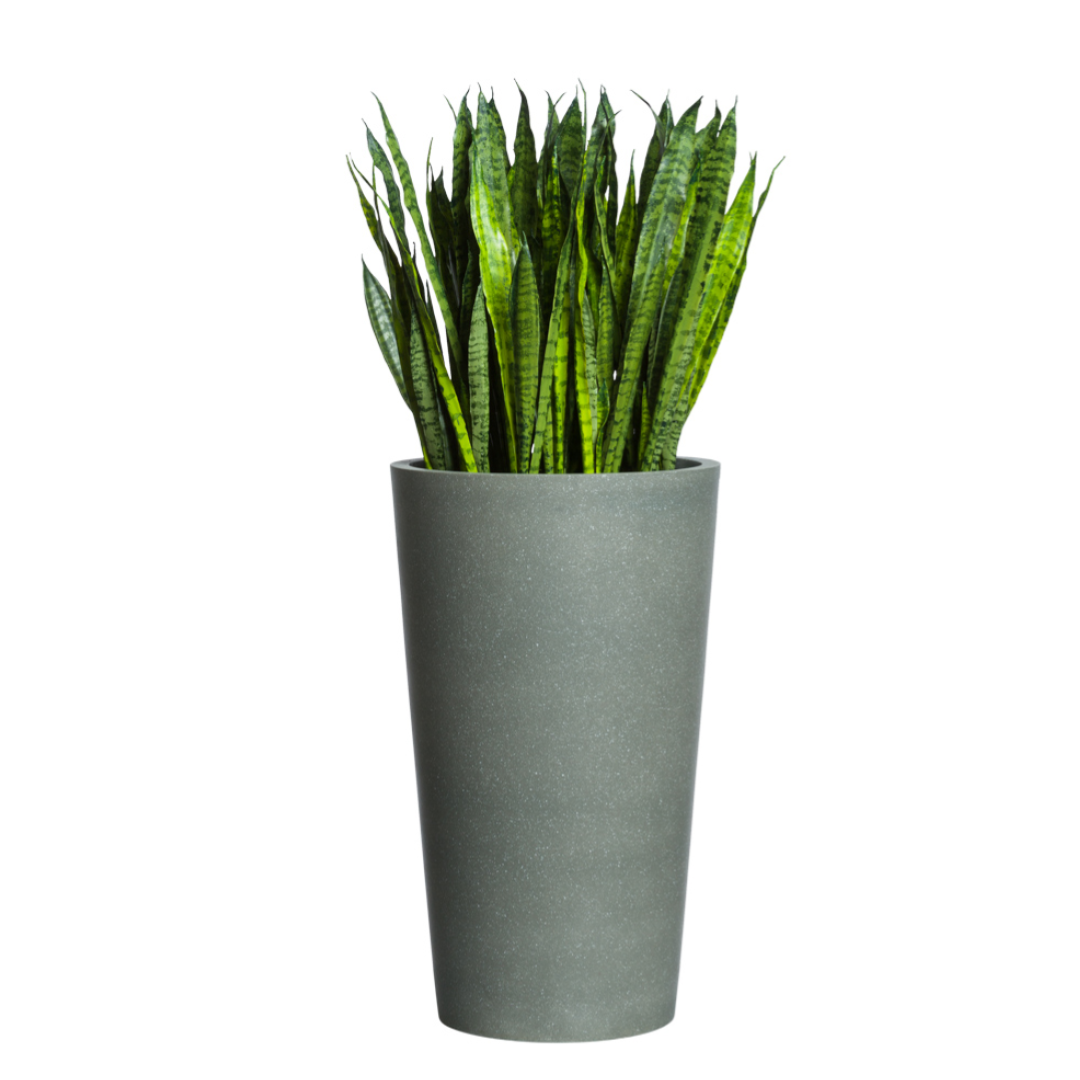 Artificial sansevieria succulent in tall gray planter on white background