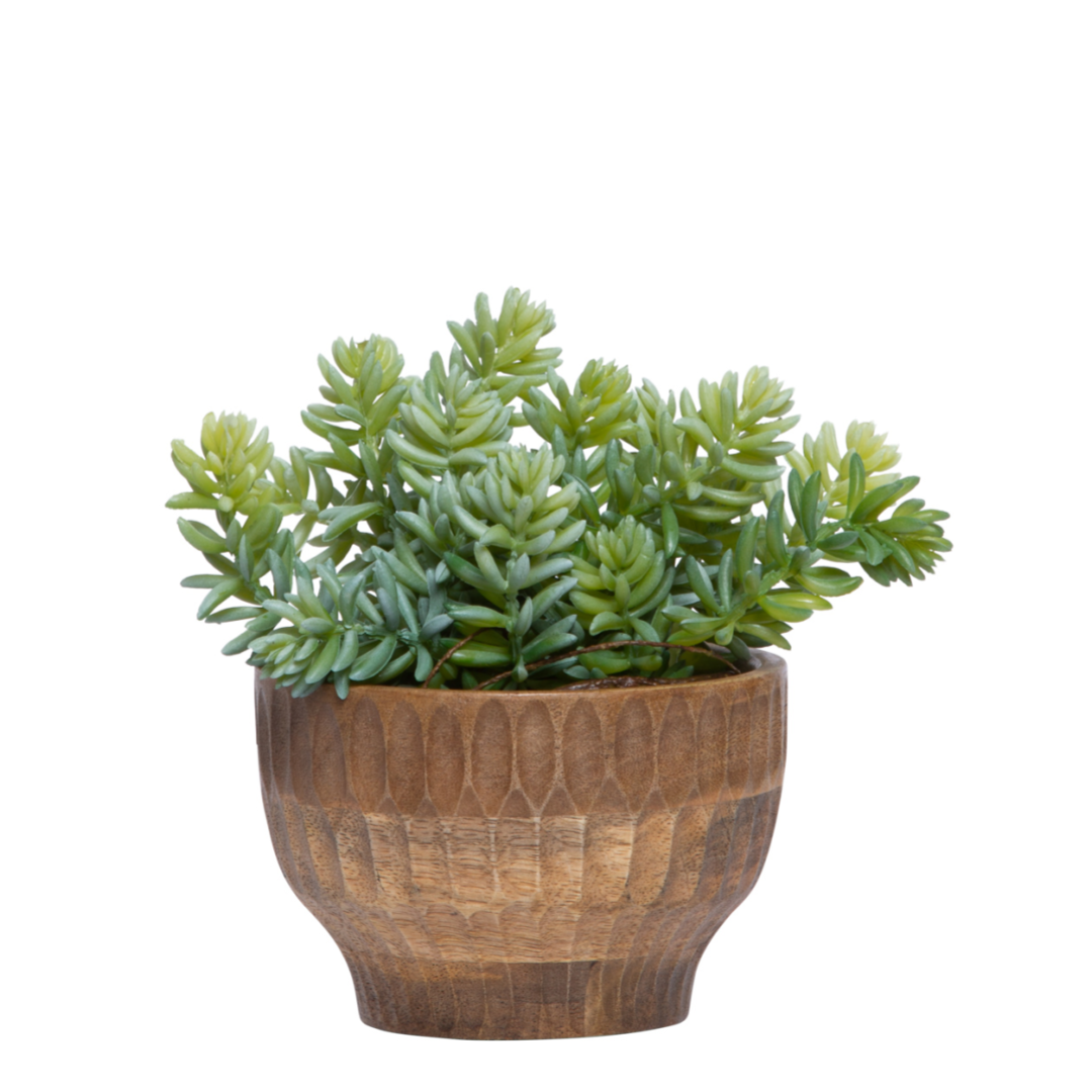 Artificial green succulent Sedum in etched wood planter on white background