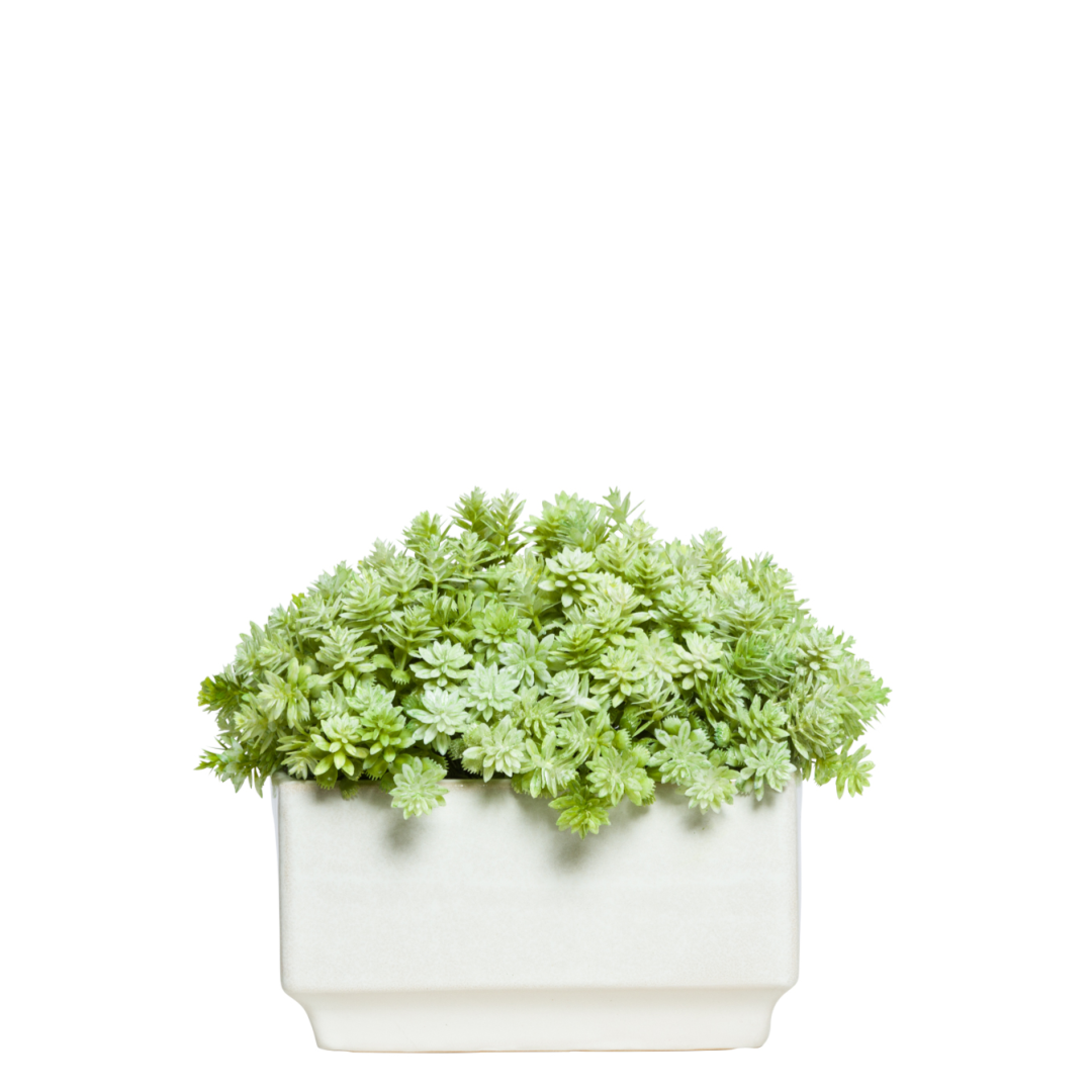 Artificial succulent sedum arrangement in white ceramic rectangular planter