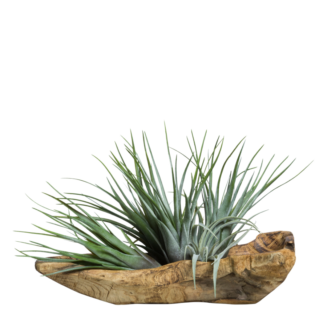 Artificial tillandsia air plants arranged in a natural wooden bowl, modern decor accent