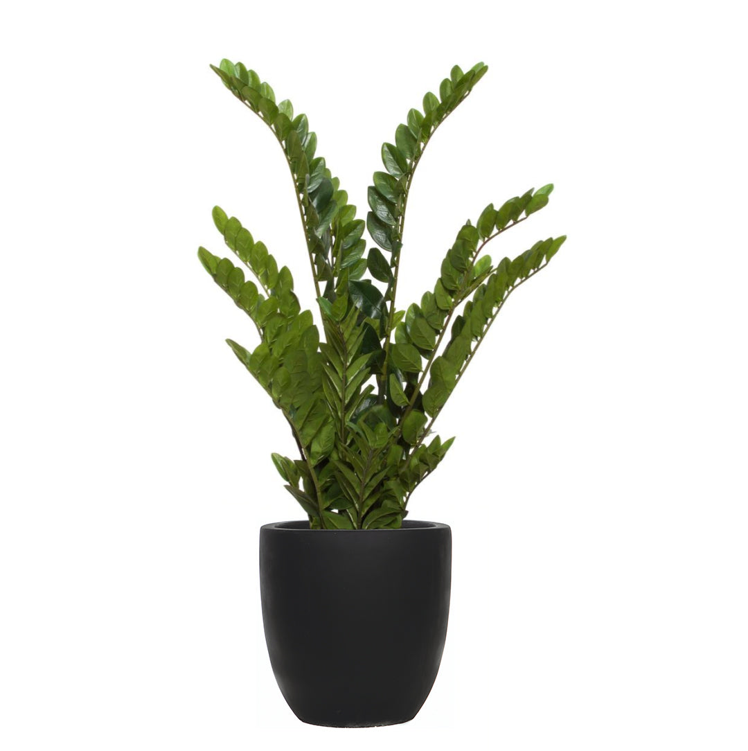 Artificial zamiifolia plant with glossy green leaves in a matte black pot